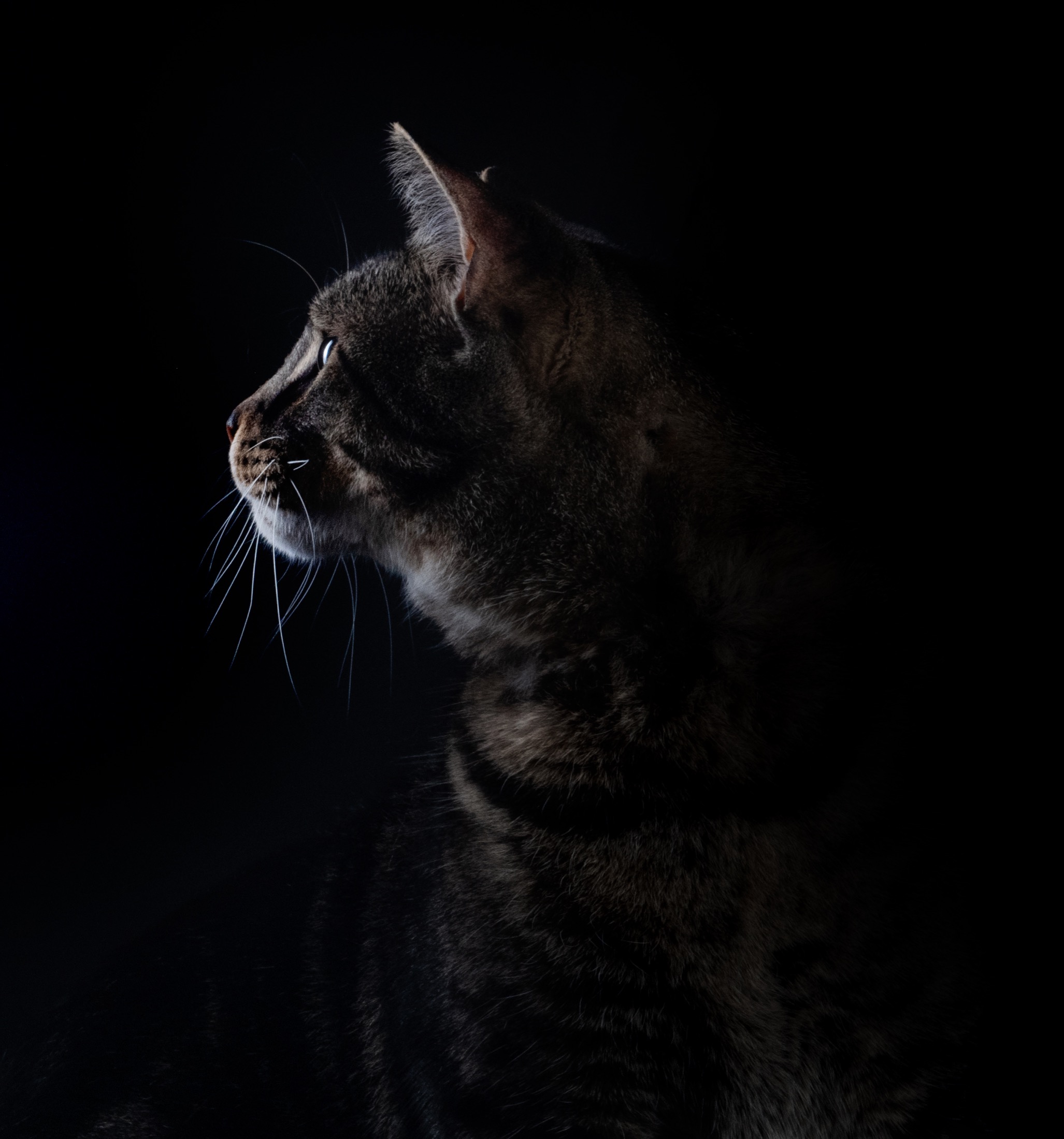 Cat portrait in profile