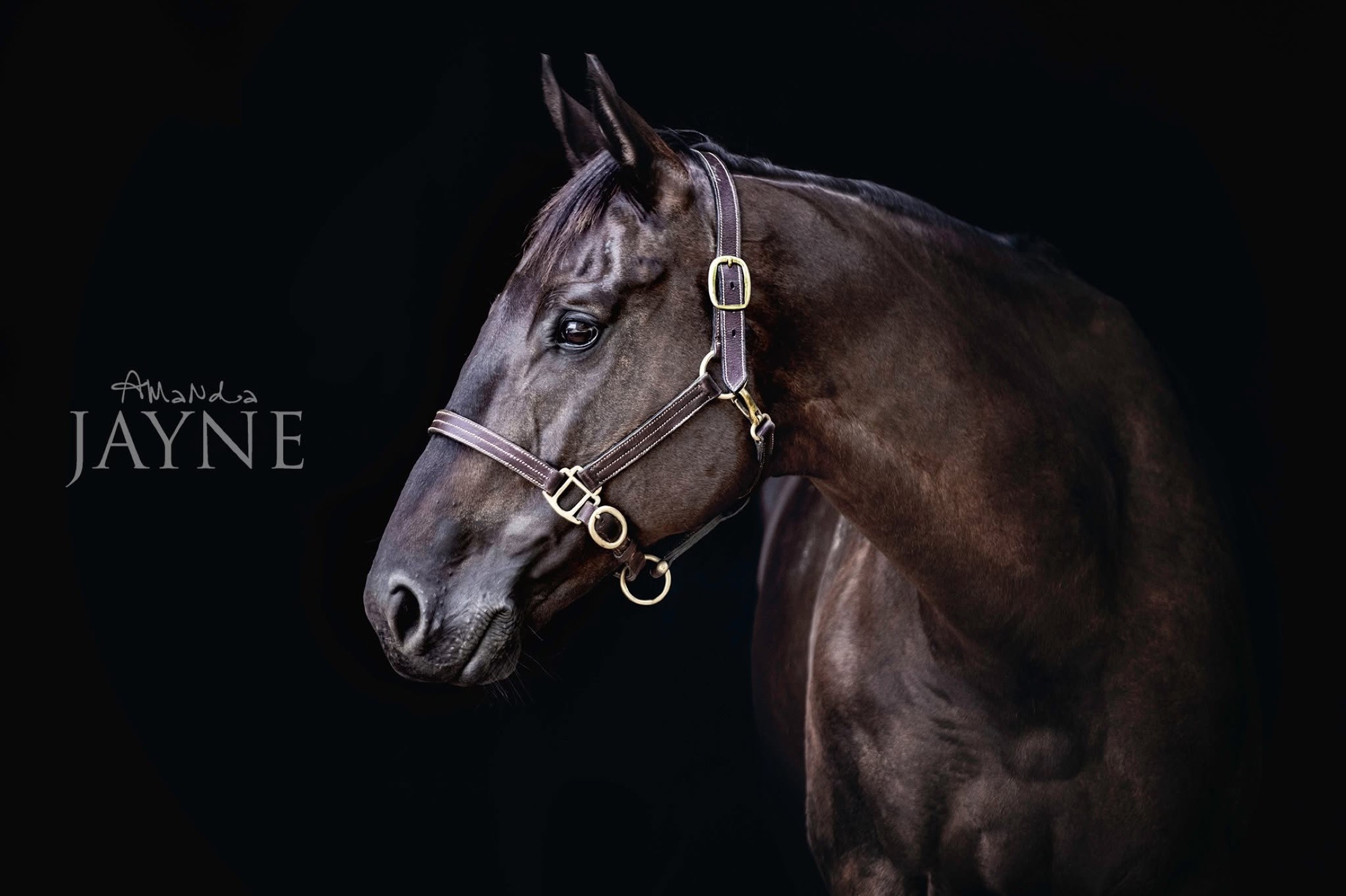 Dark horse studio portrait