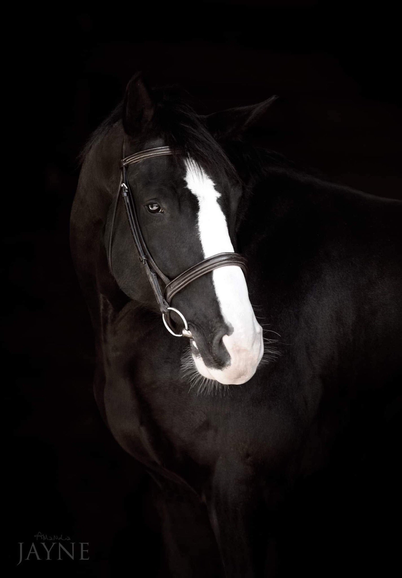 Black horse portrait