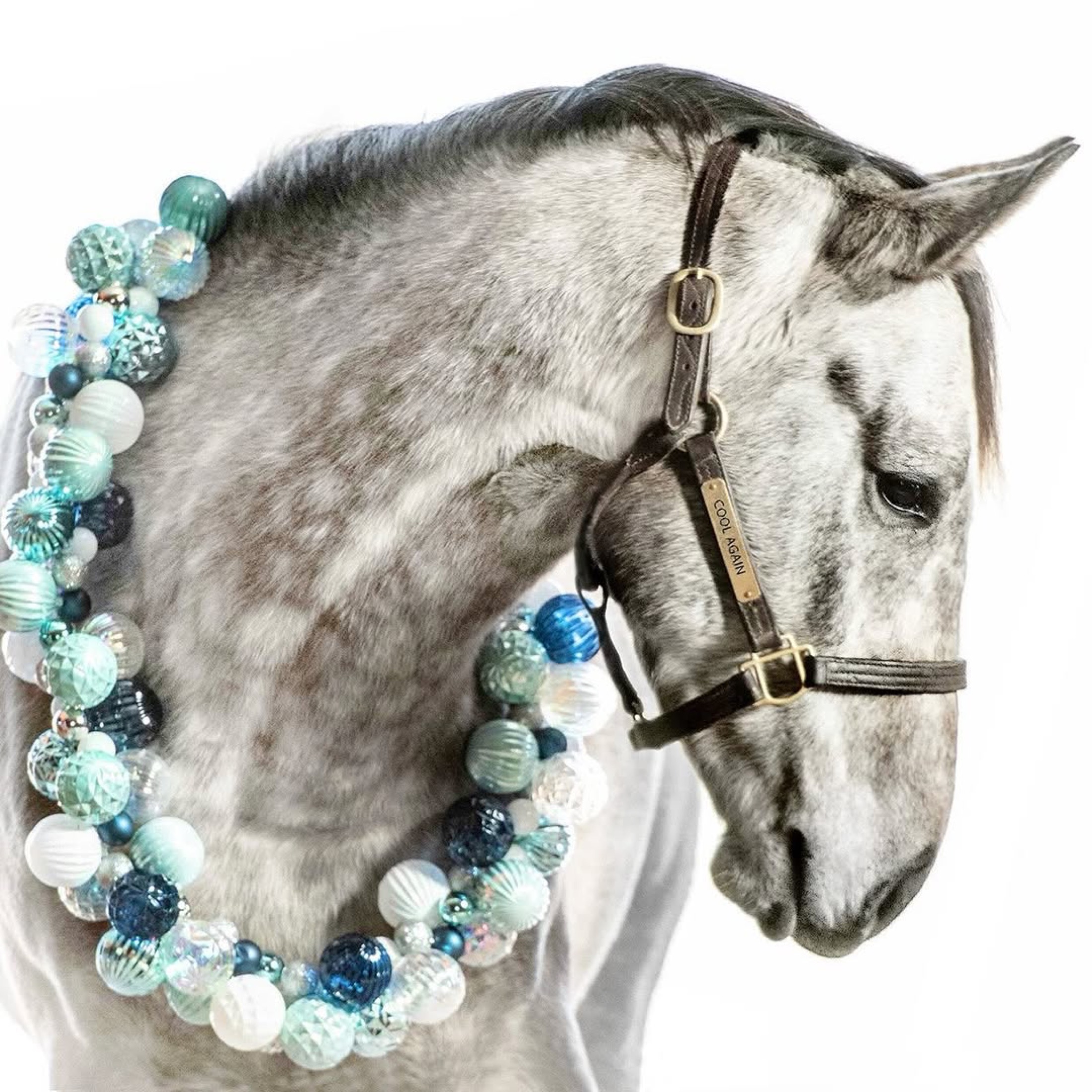 Grey horse with blue ornaments